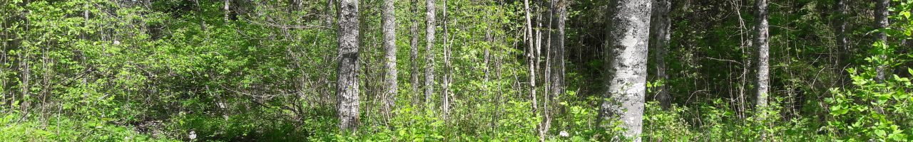 Conseils en lien avec la préservation de biotopes en forêt à Vallorbe