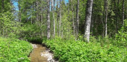 Conseils en lien avec la préservation de biotopes en forêt à Vallorbe