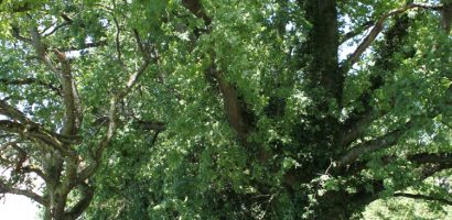 Revalorisation écologique et paysagère de l’allée d’arbres du chemin de Machéry