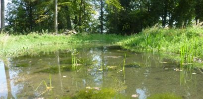 Aménagement d’un milieu humide forestier – région de la Côte