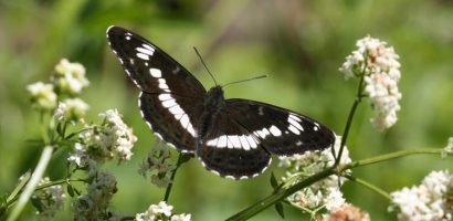 Relevés de papillons de jour