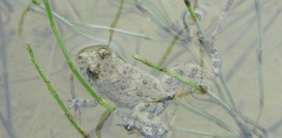 Etangs et gouilles pour les amphibiens