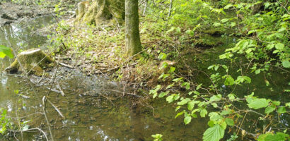 Un étang pour le triton palmé à Froideville