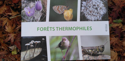 Brochure de présentation des forêts thermophiles