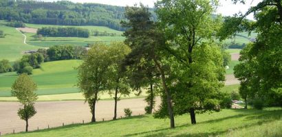 Etude Nature Paysage Environnement (NPE) à Chapelle (commune de Cheiry, FR), dans le cadre d’un remaniement parcellaire simplifié