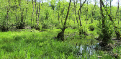 Plan d’action biodiversité en forêt de la région Nord (Vaud)