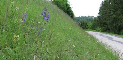 Projet talus de route de Pro Natura Vaud