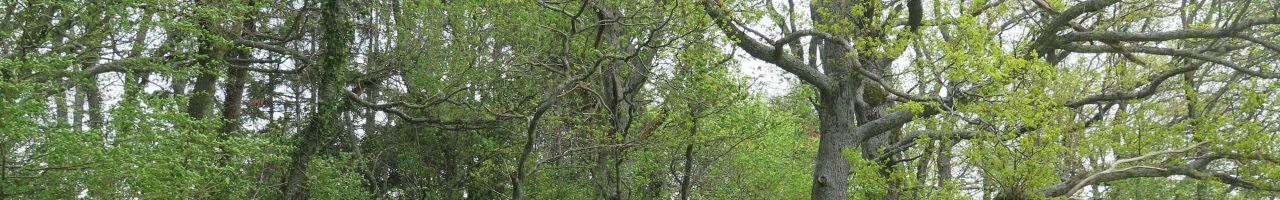 Programme biodiversité en forêt du canton de Vaud