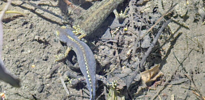 Suivis amphibiens dans le canton de Vaud